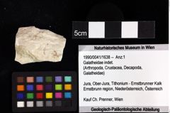 Foto (Objket + Etiketten) von Mesoparapylocheles sp. 